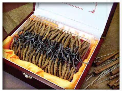 平远冬虫夏草回收